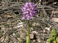 Orchis italica : Gebied, Israel, Orchid, Orchis, www.Saxifraga.nl