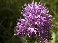 Orchis italica 34, Saxifraga-Jan van der Straaten