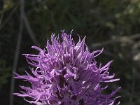 Orchis italica 35, Saxifraga-Jan van der Straaten