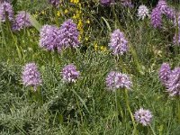 Orchis italica 39, Saxifraga-Jan van der Straaten