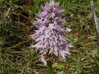 Orchis italica 41, Saxifraga-Willem van Kruijsbergen