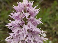 Orchis italica 46, Saxifraga-Willem van Kruijsbergen