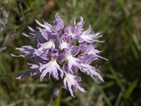 Orchis italica 47, Saxifraga-Willem van Kruijsbergen