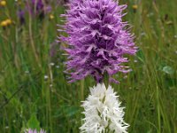 Orchis italica 50, Saxifraga-Hans Dekker