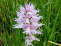 Orchis italica 55, Saxifraga-Peter Meininger