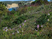 Orchis italica 57, Saxifraga-Ed Stikvoort