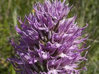 Orchis italica 6, Saxifraga-Willem van Kruijsbergen