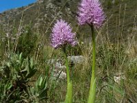 Orchis italica 60, Saxifraga-Ed Stikvoort