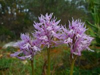 Orchis italica 61, Saxifraga-Ed Stikvoort