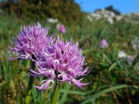 Orchis italica 62, Saxifraga-Ed Stikvoort