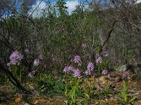 Orchis italica 66, Saxifraga-Ed Stikvoort