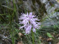 Orchis italica 71, Saxifraga-Dirk Hilbers