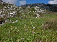 Orchis italica 77, Saxifraga-Peter Meininger