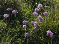 Orchis italica 8, Saxifraga-Willem van Kruijsbergen