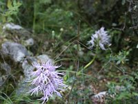 Orchis italica 73, Saxifraga-Dirk Hilbers