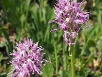 Orchis italica 74, Saxifraga-Hans Dekker