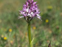 Orchis italica 76, Saxifraga-Hans Dekker