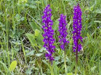 Orchis mascula 100, Mannetjes orchis, Saxifraga-Jan Nijendijk