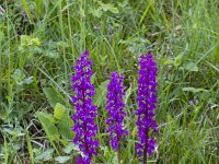 Orchis mascula 80, Mannetjesorchis, Saxifraga-Jan Nijendijk