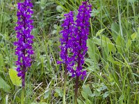 Orchis mascula 81, Mannetjesorchis, Saxifraga-Jan Nijendijk