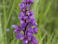 Orchis mascula 82, Mannetjesorchis, Saxifraga-Willem van Kruijsbergen