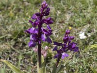 Orchis mascula 85, Mannetjesorchis, Saxifraga-Willem van Kruijsbergen