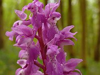 Orchis mascula 91, Mannetjesorchis, Saxifraga-Hans Grotenhuis