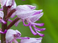 Orchis militaris 64, Soldaatje, Saxifraga-Hans Dekker