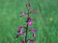 Orchis palustris 1, Moerasorchis, Saxifraga-Henk Sierdsema