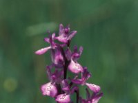 Orchis palustris 2, Moerasorchis, Saxifraga-Arie de Knijff