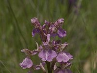 Orchis picta