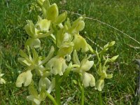 Orchis provincialais 15, Saxifraga-Hans Grotenhuis