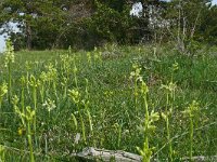Orchis provincialais 16, Saxifraga-Hans Grotenhuis