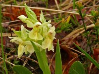 Orchis provincialis 19, Saxifraga-Hans Grotenhuis