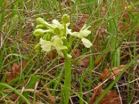 Orchis provincialis 22, Saxifraga-Hans Grotenhuis