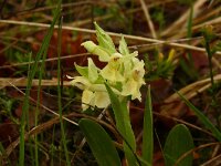 Orchis provincialis 23 , Saxifraga-Hans Grotenhuis
