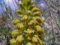 Orchis punctulata 3, Saxifraga-Ed Stikvoort : s10 cyprus