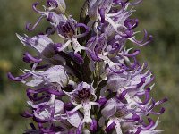 Orchis simia 1, Aapjesorchis, Saxifraga-Willem van Kruijsbergen