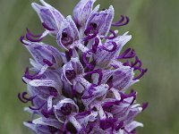 Orchis simia 11, Aapjesorchis, Saxifraga-Willem van Kruijsbergen