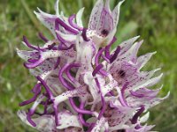 Orchis simia 25, Aapjesorchis, Saxifraga-Ed Stikvoort