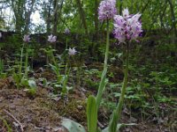 Orchis simia 29, Aapjesorchis, Saxifraga-Ed Stikvoort