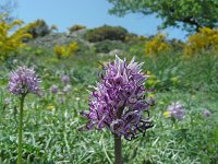 Orchis simia 30, Aapjesorchis, Saxifraga-Ed Stikvoort