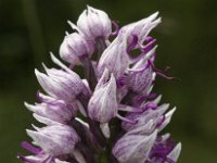 Orchis simia 5, Aapjesorchis, Saxifraga-Jan van der Straaten