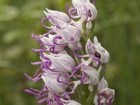 Orchis simia 6, Aapjesorchis, Saxifraga-Jan van der Straaten