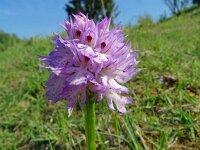 Orchis tridentata 11, Saxifraga-Hans Grotenhuis