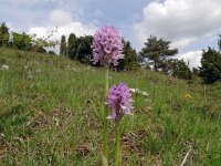 Orchis tridentata 12, Saxifraga-Hans Grotenhuis