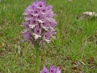 Orchis tridentata 13, Saxifraga-Hans Grotenhuis