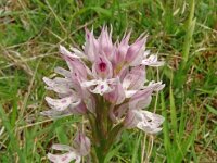 Orchis tridentata 14, Saxifraga-Hans Grotenhuis