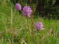 Orchis tridentata 7, Saxifraga-Hans Grotenhuis