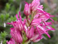 Orchis x bergonii 2, Poppenorchis x Aapjesorchis, Saxifraga-Ed Stikvoort